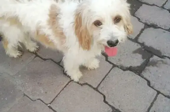 Encontrado perro hembra, Manue...