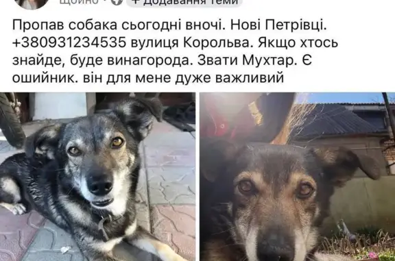 Зникла собака, Нові Петрівці, Київська область — є ошийник зеленого кольору - photo