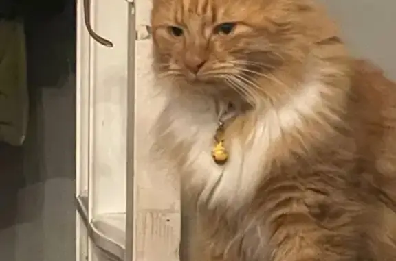 Lost cat, Globe Pond Road, Stepney - male, white and ginger, pink collar with silver bell - photo