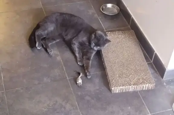 Animaux perdus Paris, photo: Chat perdu mâle, Rue de la Dodane, Amiens, Paris - gris, petite taille