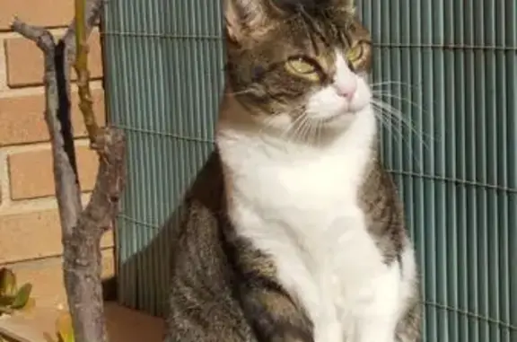 Perdido gato hembra, Carrer de Sant Ramon, 20, Sant Cugat del Vallès, Barcelona - tiene chip y sólo un diente - photo