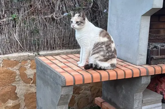 Perdido gato hembra, Avinguda Neptú, El Toro, Palma — no ha vuelto a casa desde el sábado - photo