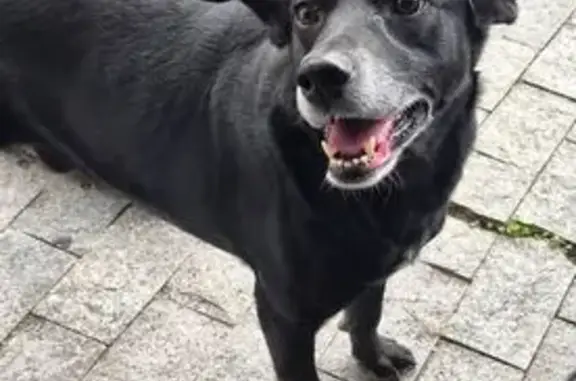 Cachorro encontrado Macho (brf...
