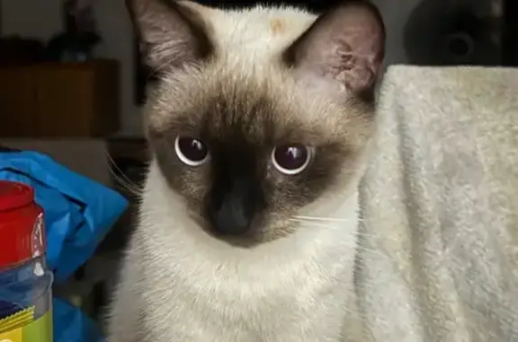 Lost and found pets Singapore, photo: Lost cat, female, Rivervale Drive, 197, Serangoon - cream-coloured Siamese-type cat with blue eyes