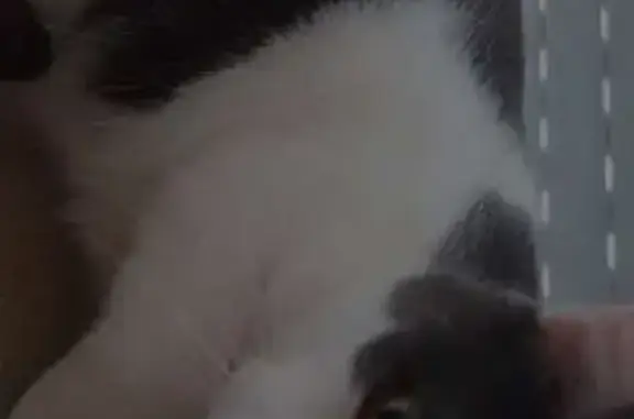 Animaux perdus Isigny-le-Buat, photo: Chat perdu mâle, Route de la Harelière, Naftel, Isigny-le-Buat - noir et blanc, peureux