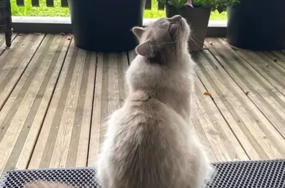 Animaux perdus Strasbourg, photo: Chat disparu Garçon, Strasbourg (fl594223)
