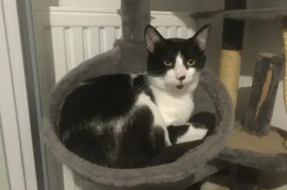 Animaux perdus Toulouse, photo: Chat perdu mâle, Rue de Saint-Gaudens, 22, Toulouse - très peureux