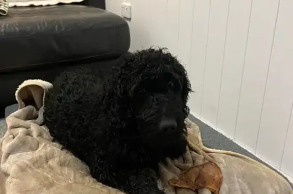 Missing dog Sydney, photo: Lost dog, Wollongong, New South Wales, Sydney - large black groodle, nervous when approached