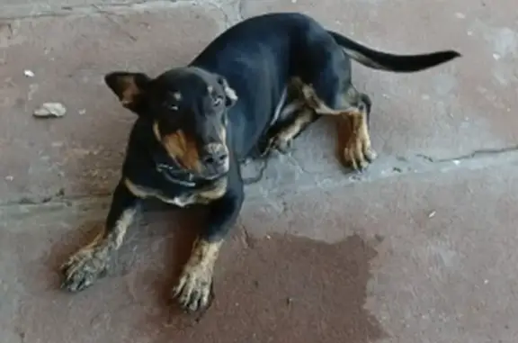 Cachorro perdido Macho (brl002889) - photo