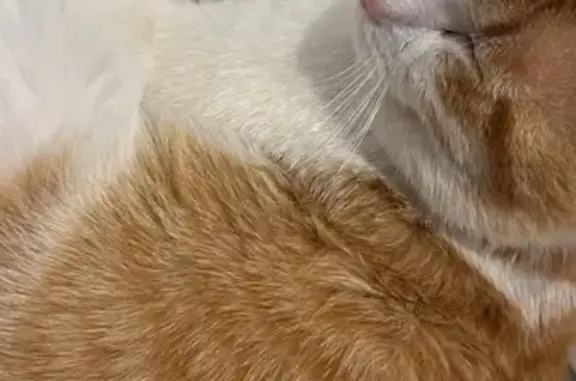 Perdido gato macho, Carrer dels Almogàvers, 20, Barcelona - suele subir al patio cada día - photo