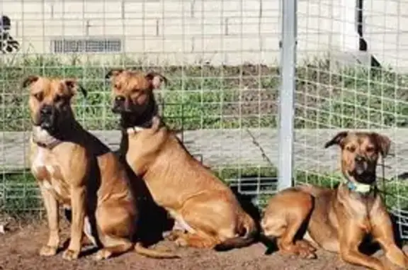 Lost dog, female, Prossers Forest Road, 60, Launceston City, Ravenswood - 13 months old - photo