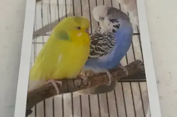 Lost pets Adelaide, photo: Lost bird, La Perouse Avenue, 47, Charles Sturt, Adelaide - female, yellow, not hand-tamed