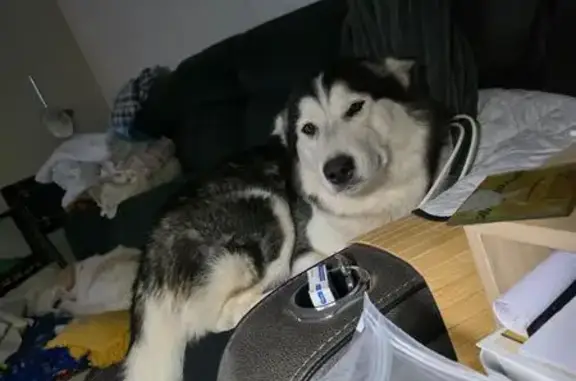 Lost dog, Guerin Road, 68, Murray Bridge - female, microchipped - photo