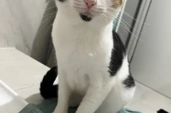 Lost pets Melbourne, photo: Lost cat, Wyndham Vale, Melbourne - small white, black and ginger indoor cat