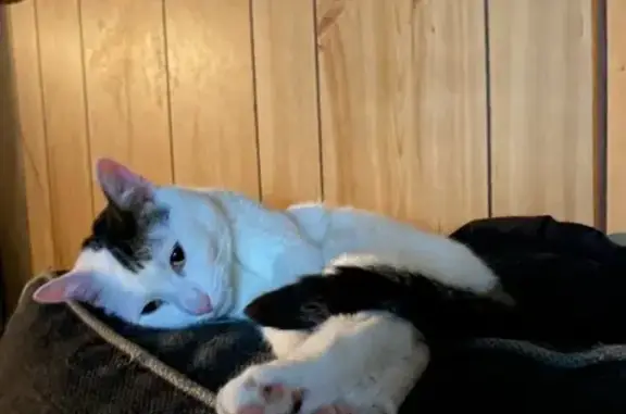 Lost cat, Thomas Street, 62, Bunbury - female, timid but friendly - photo