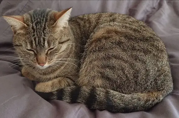 Chat perdu, Toulouse, photo: Chat perdu femelle, Rue Augustin Fresnel, 13, Saint-Malo - chatte tigrée de 3 ans