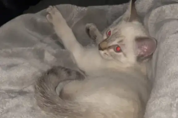 Animaux perdus Paris, photo: Perdu chat femelle, Rue Saint-Simon, 3, Bagnolet, Paris - blanc