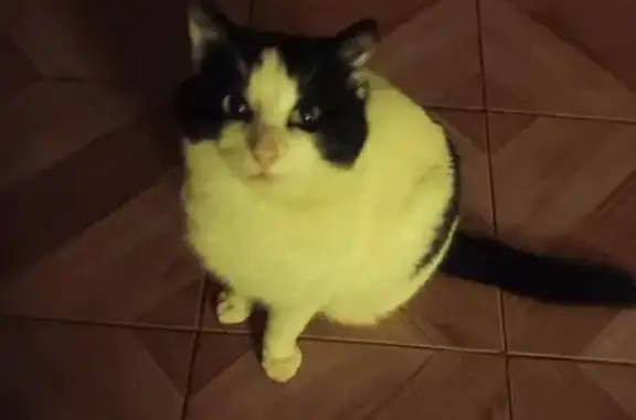 Animaux perdus Jussey, photo: Chat perdu mâle, Rue de Chazel, Jussey, Montpellier - collier anti-puce gris
