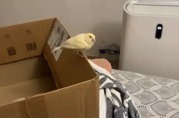 Animaux trouvés Mauguio, photo: Trouvée oiseau, Mauguio, Marseille - canari jaune et blanc