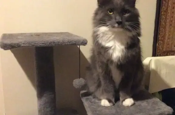 Lost cat, Kylena Glade, Wanneroo - male, grey and white, microchipped - photo