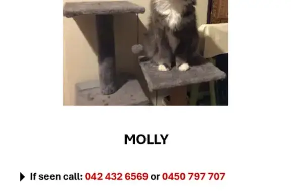 Lost cat, Kylena Glade, 1, Joondalup, Wanneroo - male, grey and white Domestic Medium Hair, chipped - photo