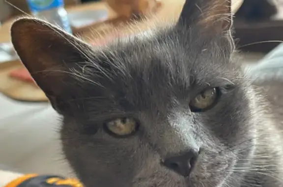 Chat perdu, Avignon, photo: Perdu chat mâle, Impasse Saint-Véran, Avignon - gris type chartreux