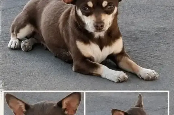 Lost pets Bringelly, photo: Lost dog, female, Jersey Road, 145, Camden, Bringelly