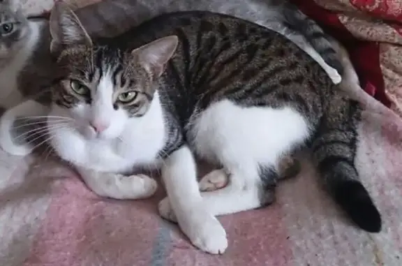 Chat perdu mâle, Entraygues-sur-Truyère, Saint-Mamet-la-Salvetat - tigré blanc gris noir - photo