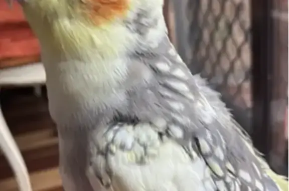 Lost bird, Fadden, Australian Capital Territory, Sydney - pearl bird with white spots along the back - photo