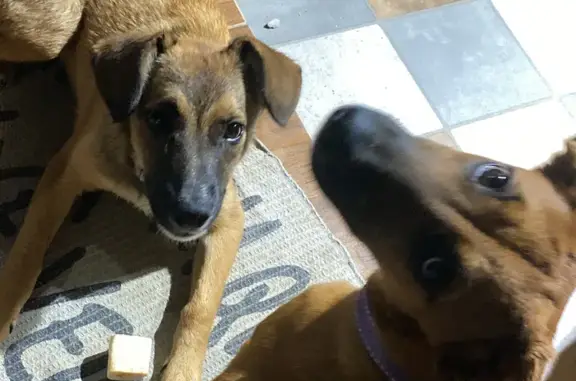 Cachorro perdido Fêmea (brl002890) - photo