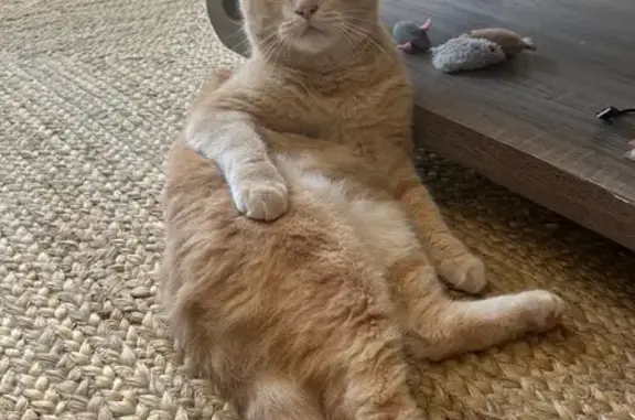 Animaux perdus Vénissieux, photo: Chat perdu mâle, Rue Docteur André Chaix, 6, Bourgoin-Jallieu, Vénissieux - roux crème, poils longs