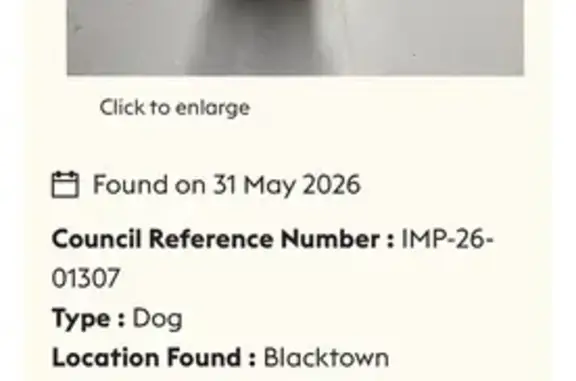 Found pets Blacktown, photo: Found dog, female, Flushcombe Road, 287, Blacktown, Blacktown - wearing a FuzzYard harness