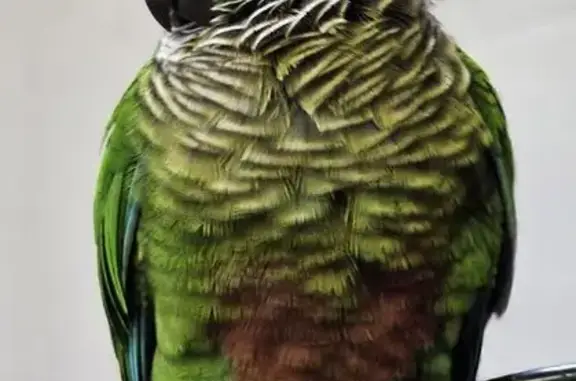 Lost bird, Woodgate Road, Cape...