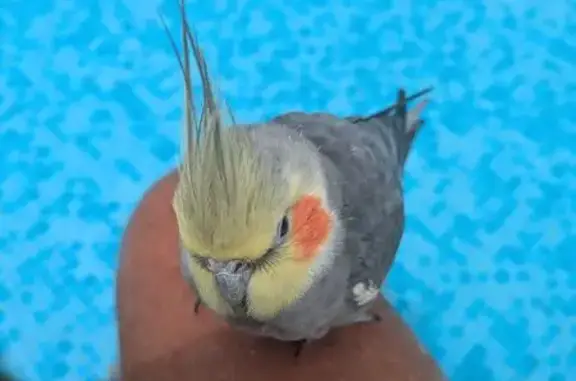 Animaux trouvés Nice, photo: Trouvée oiseau, Corniche André de Joly, 25, Nice - espèce de perroquet à tâches rouges