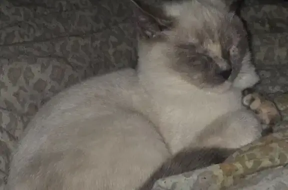Lost cat, Kendall Street, Springfield, Windsor - female, small, slender frame - photo