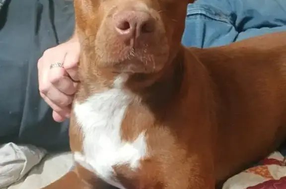 Lost dog, Pearman Road, 43, Laurel, Waynesboro - female, red with a white chest patch - photo