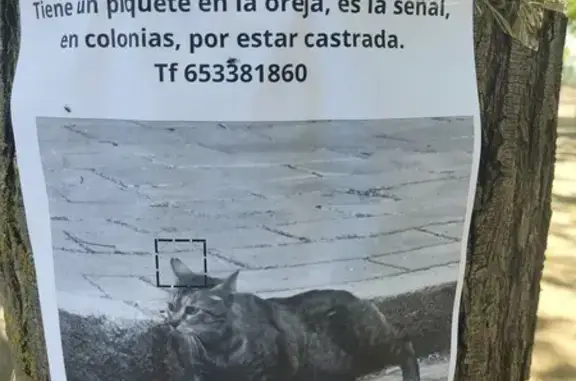 Perdido gato, Calle Flor de Porcelana, 2, Sevilla — adulta atigrada, con corte en V en la oreja derecha - photo