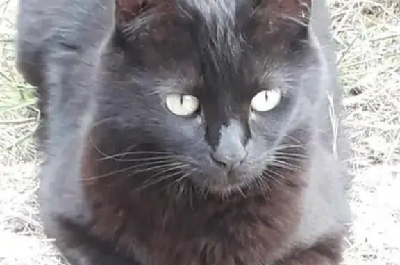 Animaux perdus Cuers, photo: Perdu chat femelle, Rue Panisson, 25, Cuers - chatte noire, pucee