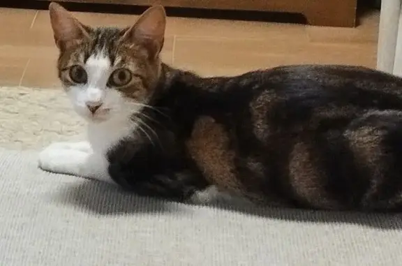 Gatos perdidos, Lepe, foto: Perdido gato hembra, Calle Alcalde Victoriano Durán, Lepe - se asusta fácilmente