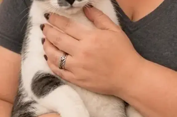Lost cat, Murphysboro, Illinois, Makanda - male, white with gray patches - photo