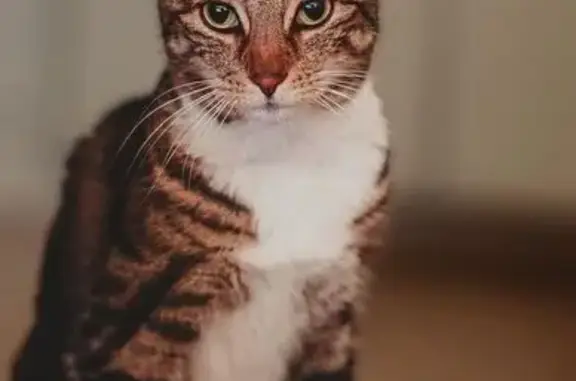 Lost cat, Diamond Drive, 5, London - female, small tabby with 4 white paws - photo