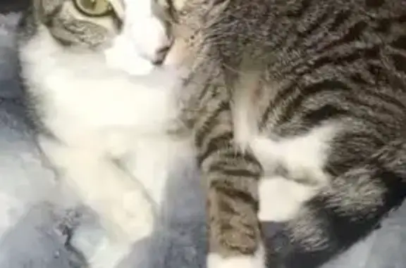 Perdido gato hembra, Carrer Rocabertí, Figueres, Barcelona - dócil, color tigre y blanco - photo