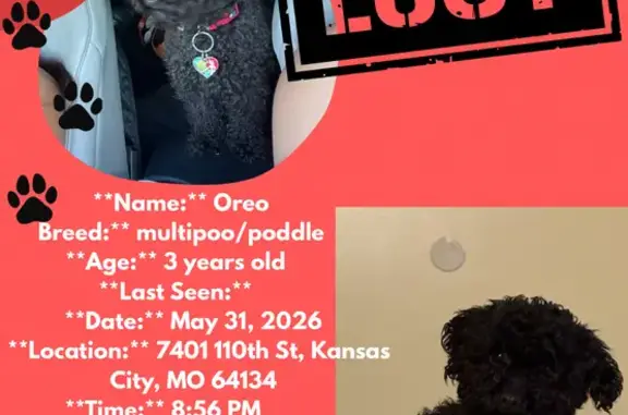 Lost dog, East 110th Street, 7371, Kansas City - female, very small, all black - photo