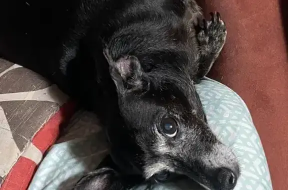 Lost dog, Chestnut Wood Drive, 202, Waynesville - female senior dachshund - photo