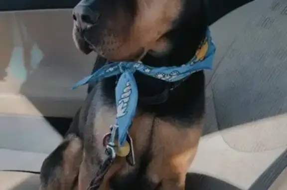 Lost dog, Turkey Track Road, Woodland Park - female, microchipped - photo