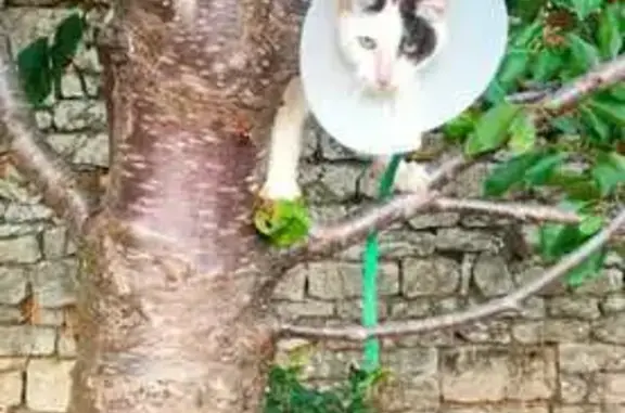 Animaux trouvés Niort, photo: Chat trouvé, Rue de Ribray, Niort - blanc avec collerette