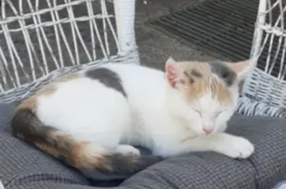 Animaux perdus Crézancy, photo: Chat perdu femelle, Saint-Eugène, Paris - blanche avec collier anti-puce gris