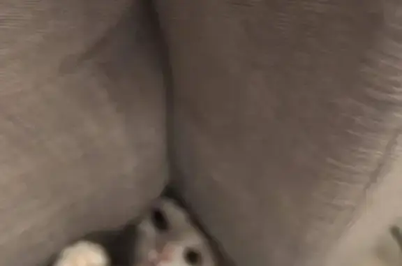 Lost cat, Riding Center Drive, 25184, South Riding - female calico, mostly white coat with orange and black spots - photo
