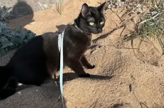 Animaux perdus Paris, photo: Chat perdu, Rue du Pressoir, 48, Saint-Hilaire-de-Riez, Paris - femelle noire, yeux verts