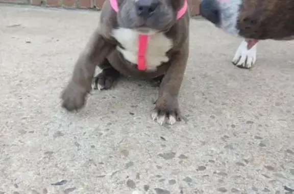 Missing dog Female, Pemberton (usl538350) - photo